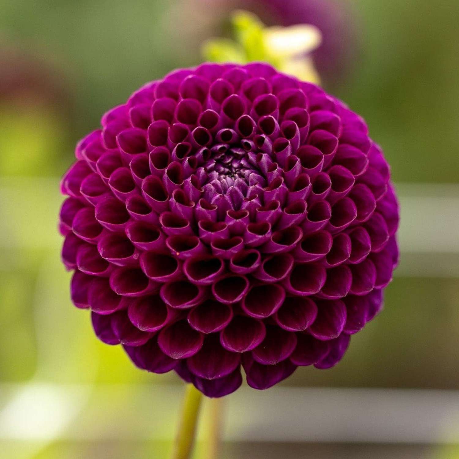 Daalia 'Downham Royal'